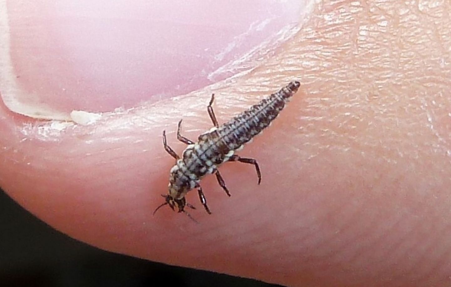 Larva di Hemerobiidae da identificare
